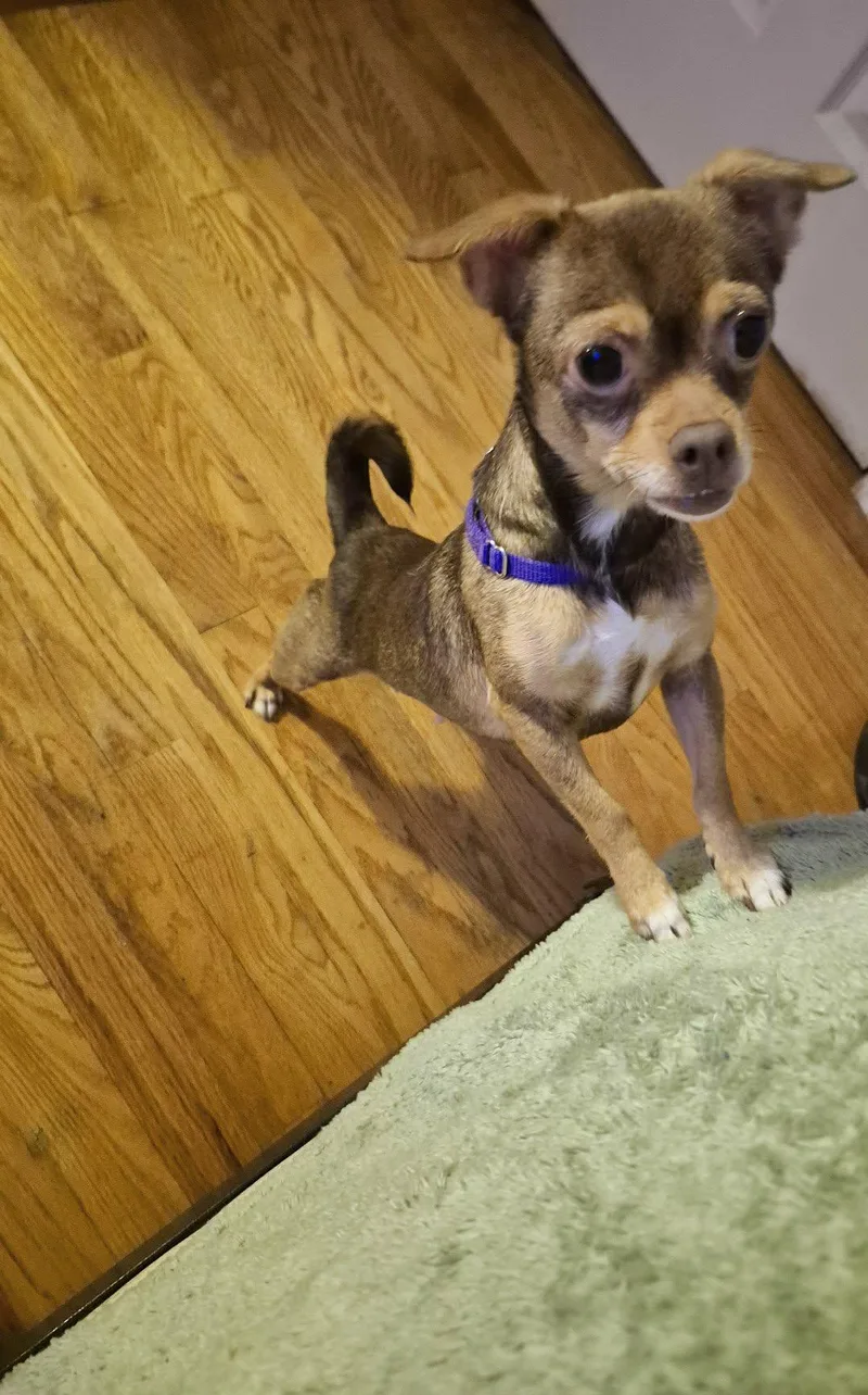 An adult small-sized female Chihuahua dog named Cricket for adoption in Covington, KY