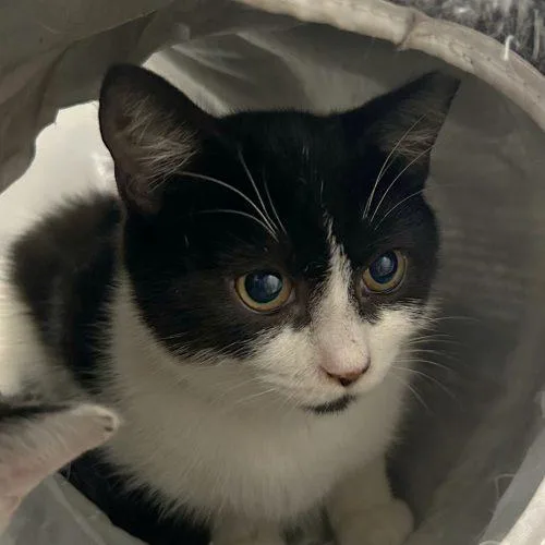 A baby small-sized male White Tuxedo cat named Stallone for adoption in Knoxville, TN