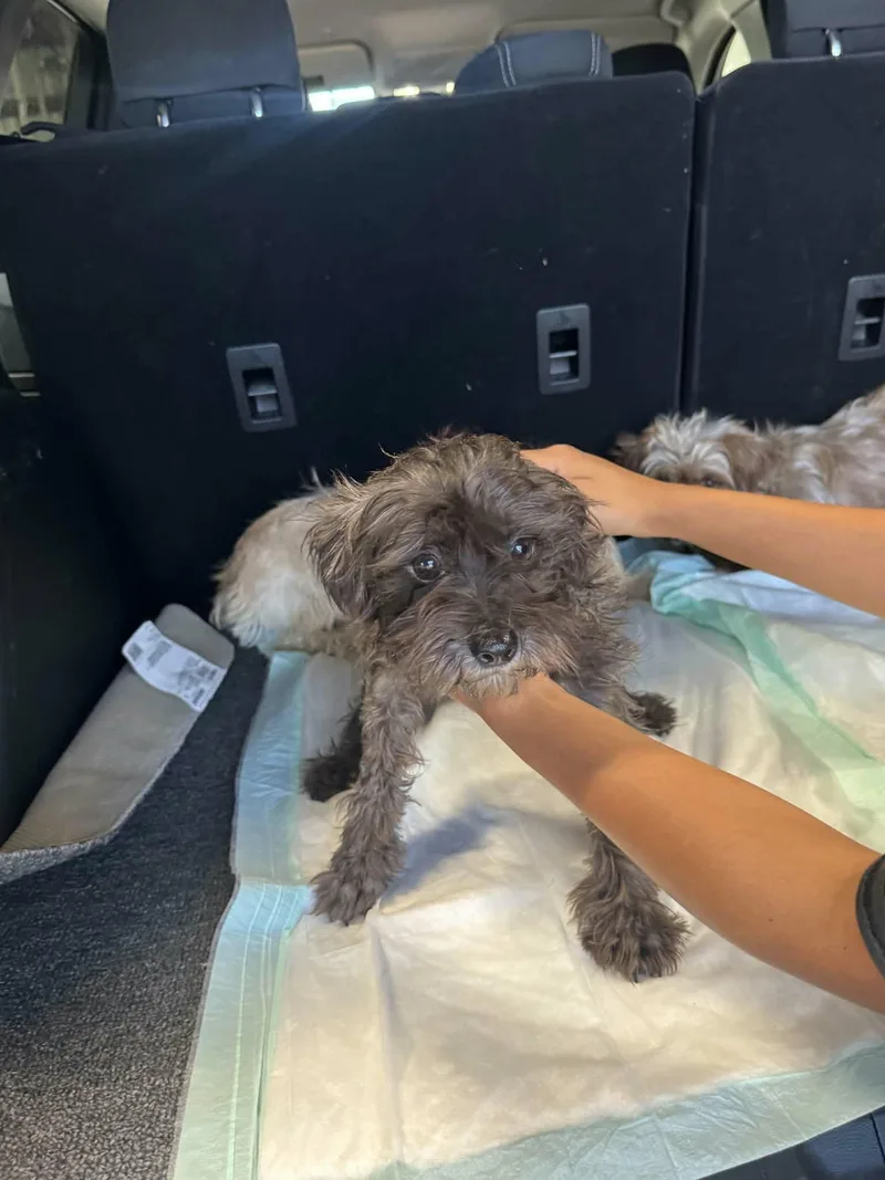 A young small-sized female Brown / Chocolate Havanese dog named Mama June for adoption in Garland, TX