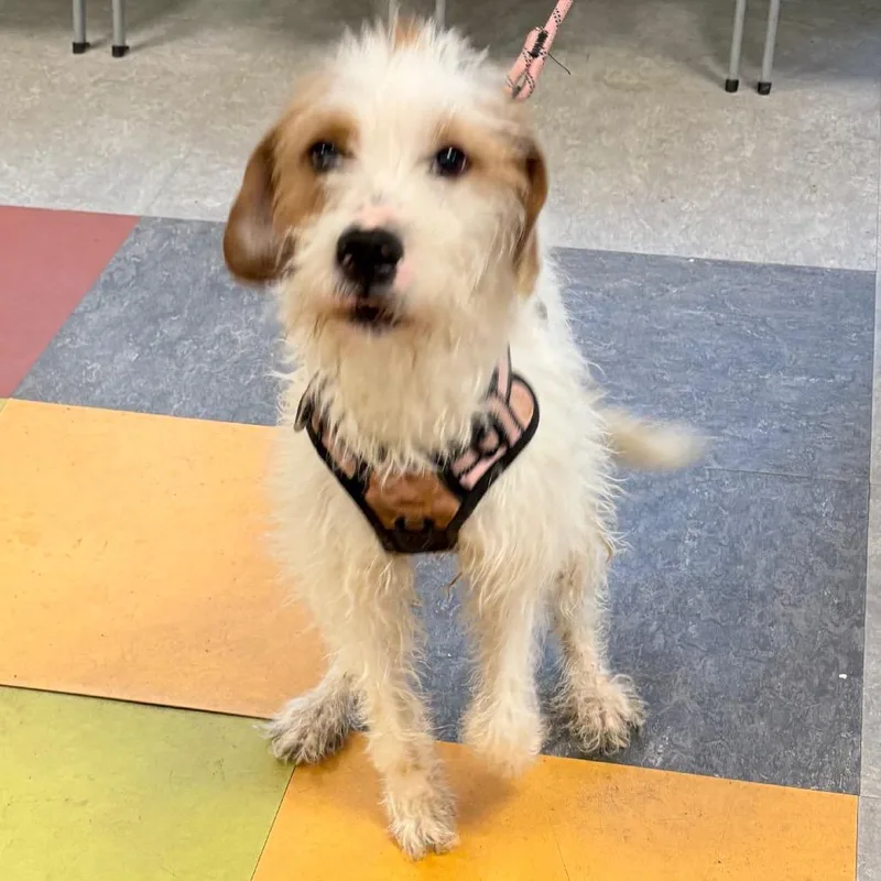 A young medium-sized female White / Cream Mixed Breed dog named Reeses Pieces for adoption in Philadelphia, PA