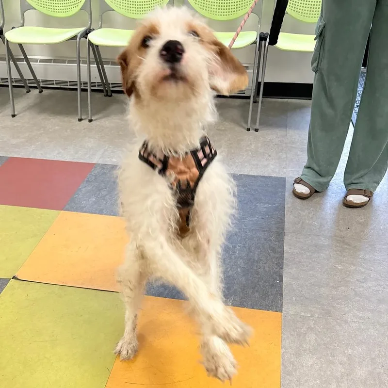 Reeses Pieces thumbnail 2