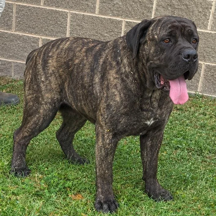 An adult large-sized female Brindle Bullmastiff dog named Hemmie for adoption in Pine Bluff, AR