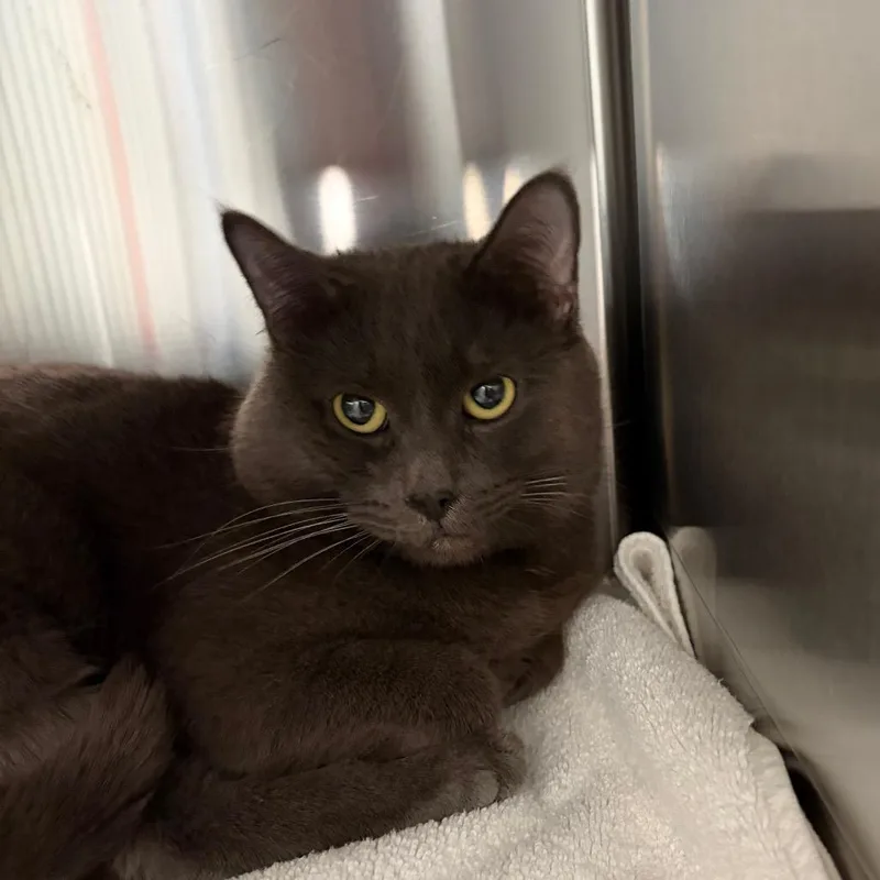 An adult medium-sized male Gray / Blue / Silver Domestic Short Hair cat named Blue for adoption in Scituate, MA