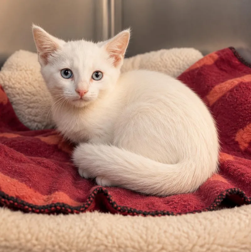 A young small-sized female White Domestic Short Hair cat named Diana for adoption in Lathrop, CA