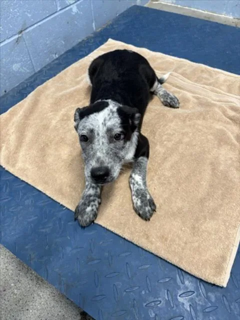 A baby small-sized male Australian Cattle Dog / Blue Heeler dog named Tigger for adoption in Woodland, CA