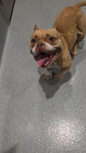 An adult small-sized female American Bulldog dog named Reshiram for adoption in Indianapolis, IN