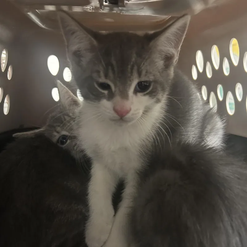 A baby small-sized male Gray / Blue / Silver Domestic Short Hair cat named Marvel for adoption in Philadelphia, PA