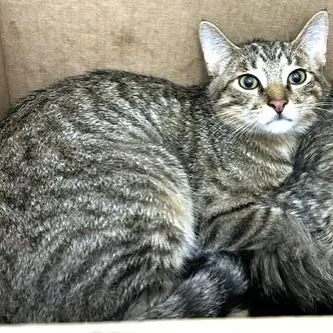 A young medium-sized male Black Domestic Short Hair cat named Butter Bean for adoption in Novelty, OH