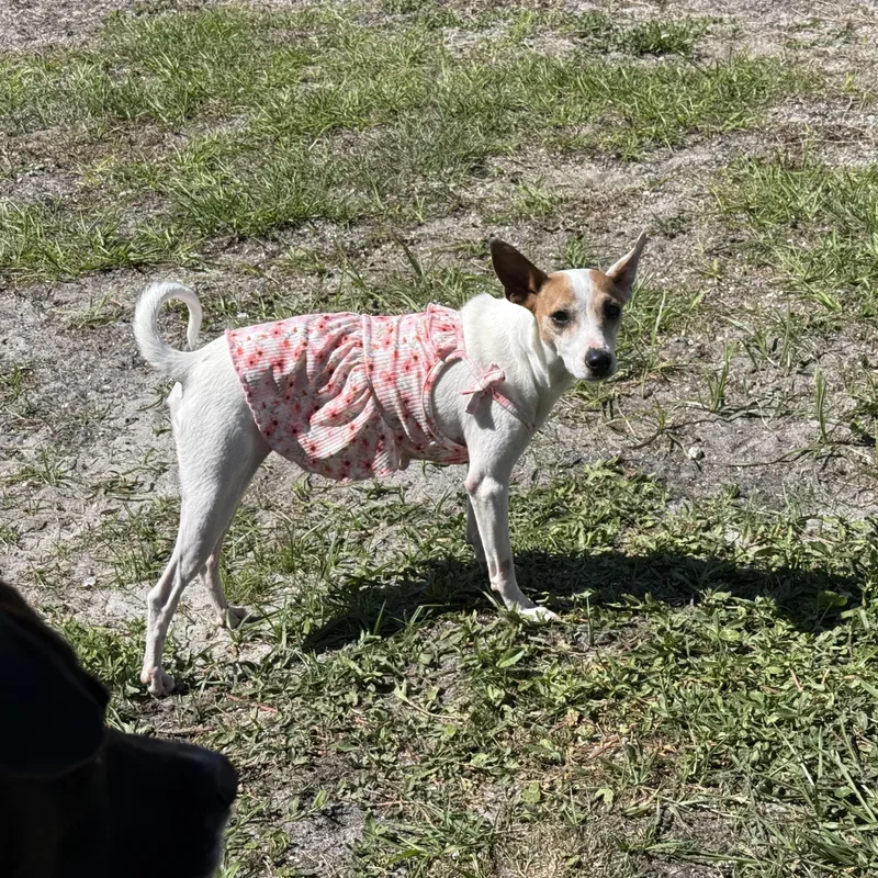 A young small-sized female White / Cream Mixed Breed dog named Maddie for adoption in Palm Bay, FL