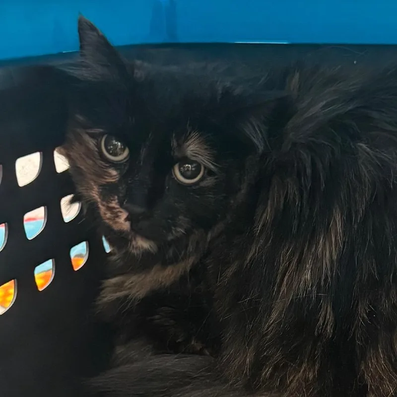 An adult large-sized female Tortoiseshell Domestic Long Hair cat named Joji for adoption in Lakewood, CO