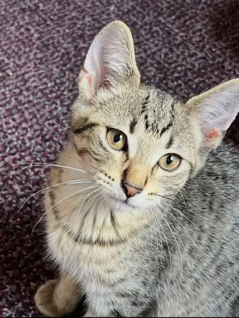 Loki