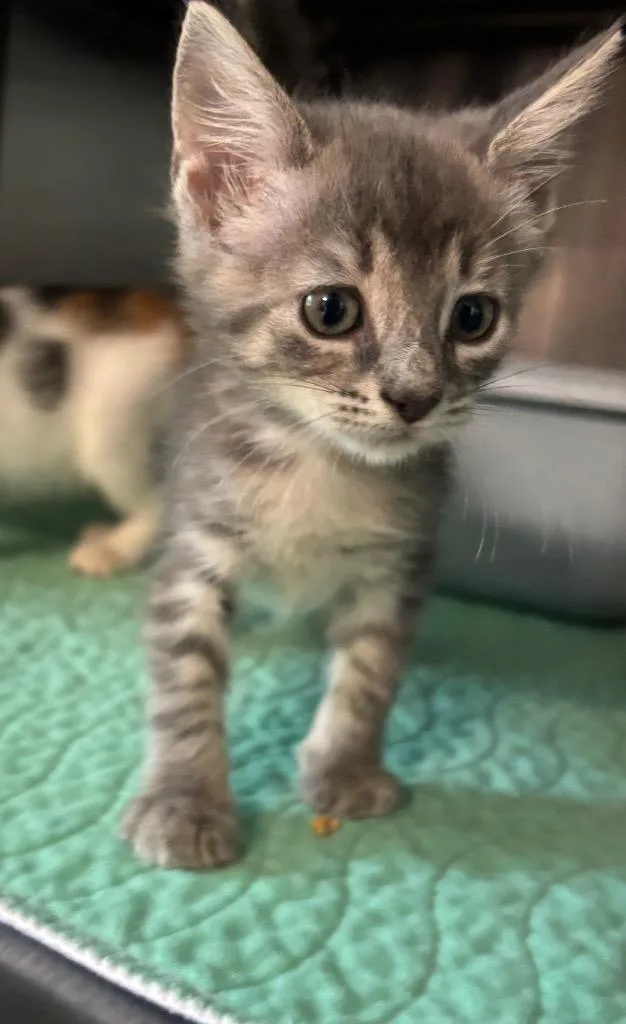 A baby small-sized female Domestic Short Hair cat named Blanche for adoption in Metter, GA