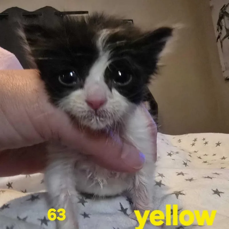 A baby small-sized female White Domestic Short Hair cat named Ippolito for adoption in Spokane, WA