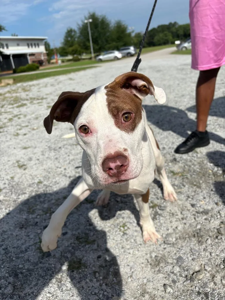 A baby medium-sized male White / Cream Pit Bull Terrier dog named Rocko for adoption in Winnsboro, SC