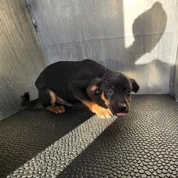 Junie B. Jones thumbnail 2