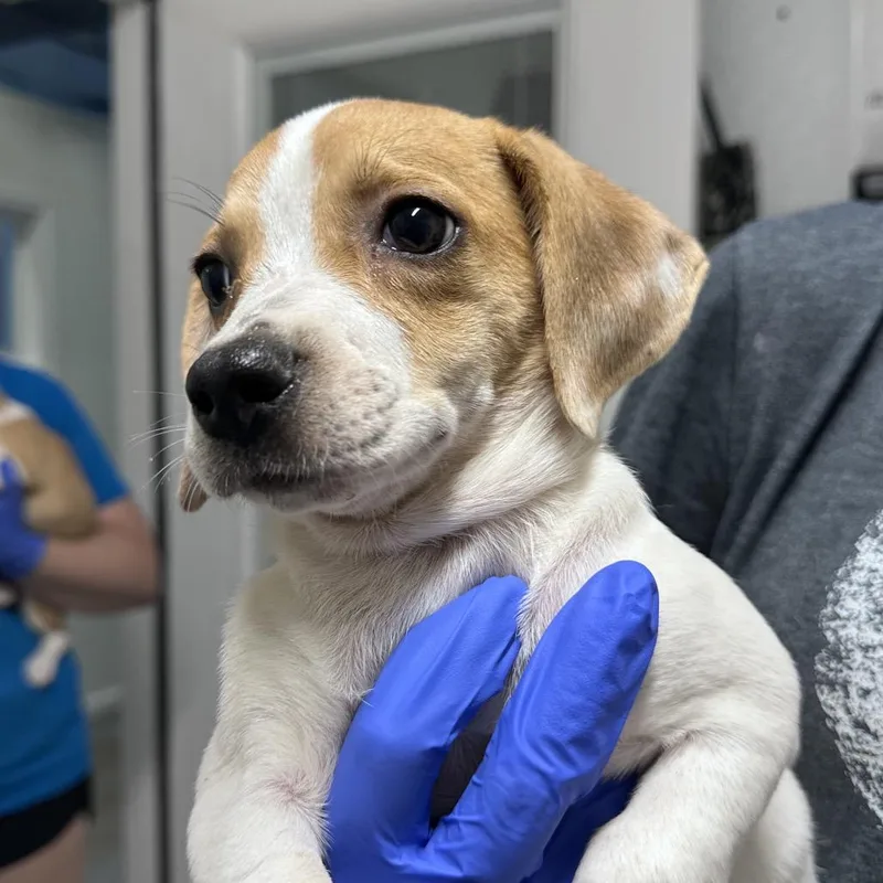 A baby small-sized female Yellow / Tan / Blond / Fawn Mixed Breed dog named Lil Shriek for adoption in Troy, IL