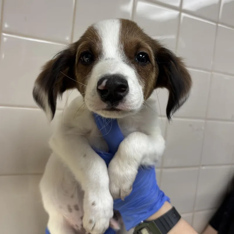 A baby small-sized male Dachshund dog named Snickers for adoption in Mission Hills, CA