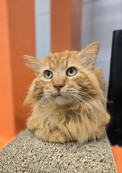 An adult extra large-sized male Domestic Long Hair cat named Mufasa for adoption in Fresno, CA