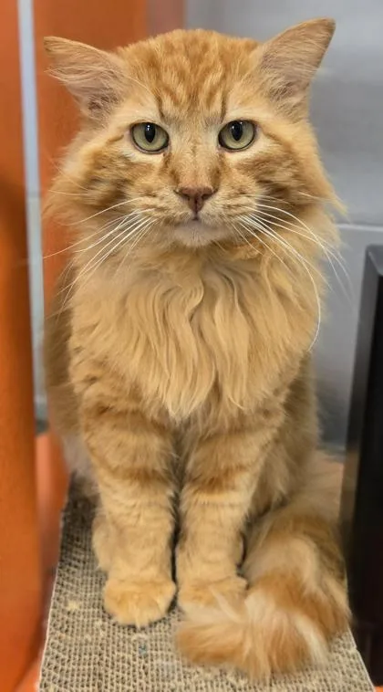 Mufasa thumbnail 3