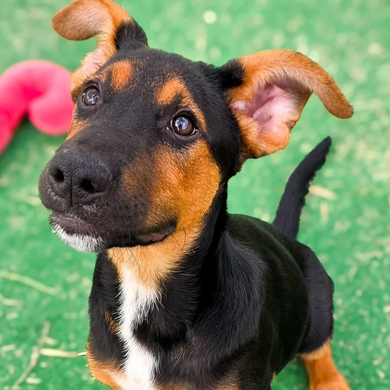 A baby medium-sized male Shepherd dog named Mac for adoption in Gainesville, TX