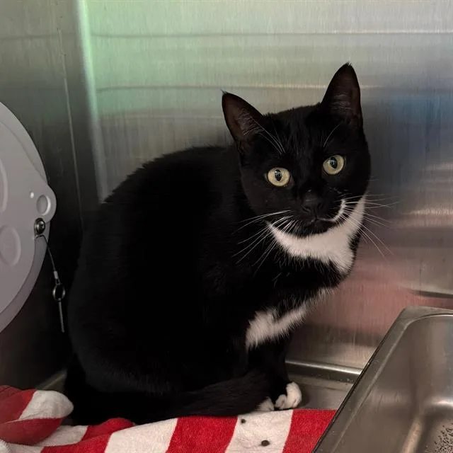 An adult small-sized female Domestic Medium Hair cat named Oreo for adoption in Centerville, MA