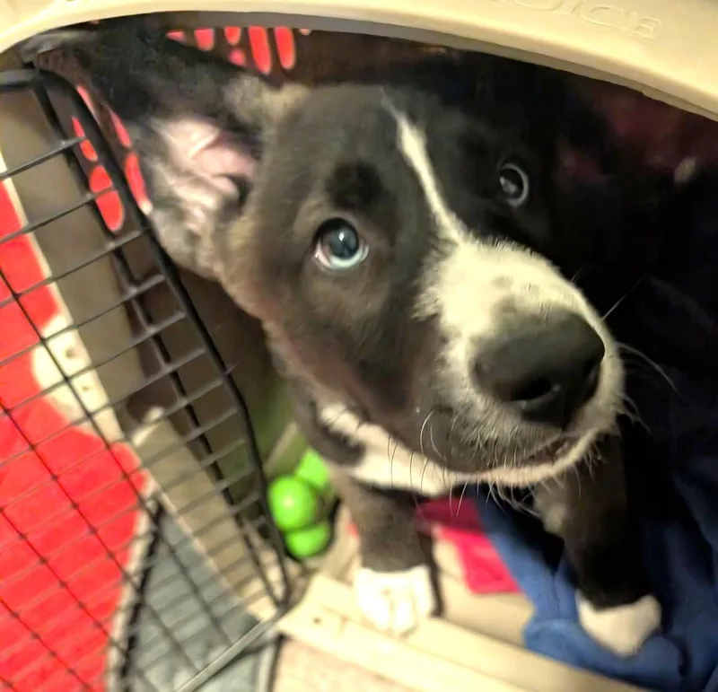 A baby medium-sized male Black Labrador Retriever dog named Snowy for adoption in Minnetrista, MN