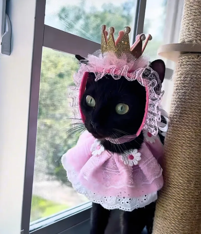 A young small-sized female Black American Shorthair cat named Queen Catalina for adoption in Coral Springs, FL