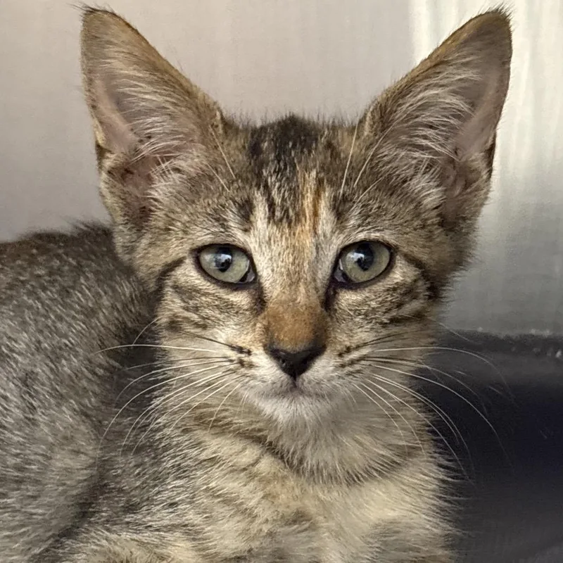 A baby small-sized female Domestic Short Hair cat named Pop Rocks for adoption in West Palm Beach, FL