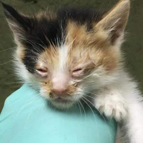A baby small-sized female Domestic Short Hair cat named A for adoption in Riverside, CA