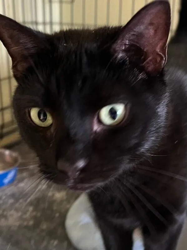 An adult medium-sized male Black Domestic Short Hair cat named Spritz for adoption in Colmar, PA