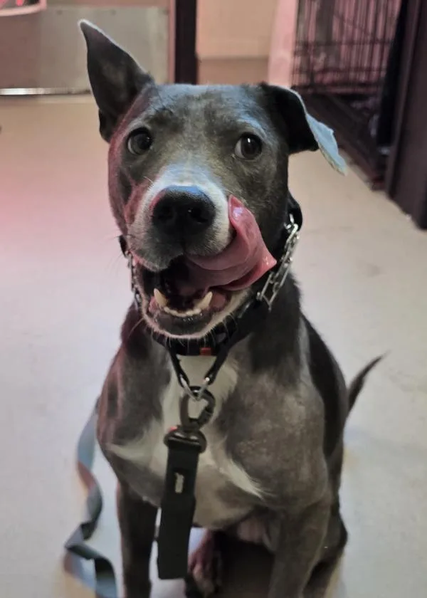 An adult medium-sized female Pit Bull Terrier dog named Lily for adoption in El Cajon, CA