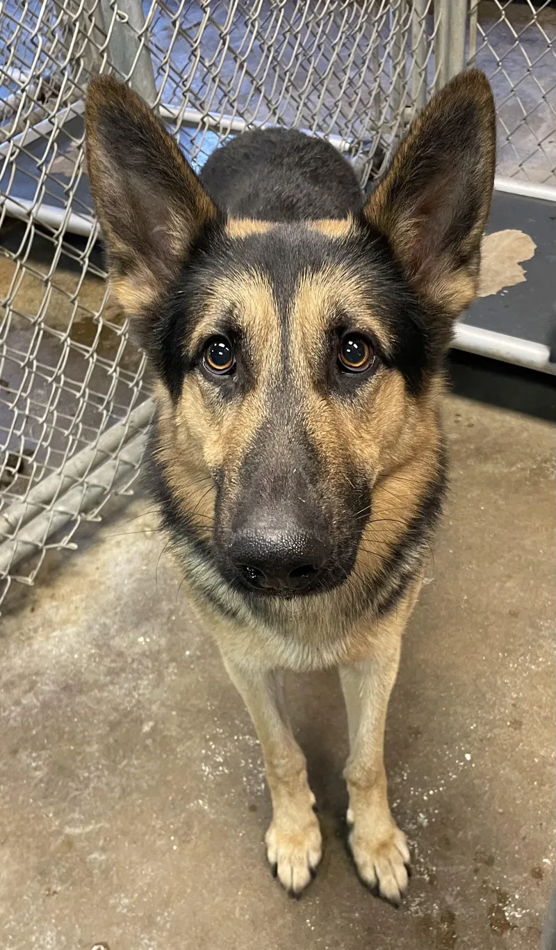 An adult medium-sized male Black German Shepherd Dog dog named Shep HOLD for adoption in Canton, OH