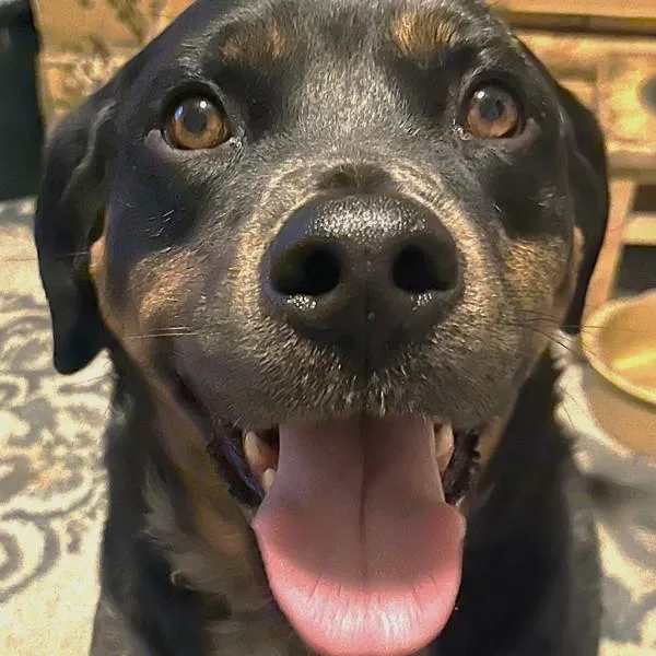Toby