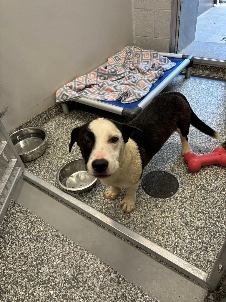 A young medium-sized male Mixed Breed dog named Shawty for adoption in Mustang, OK