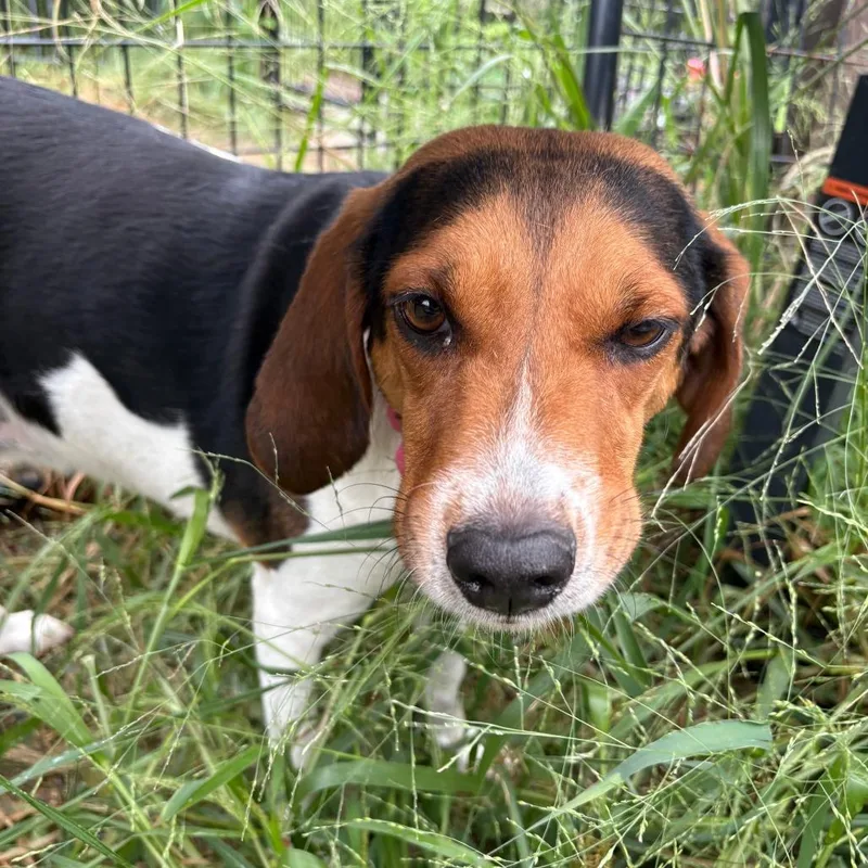 An adult medium-sized female Coonhound dog named Romy for adoption in West Des Moines, IA