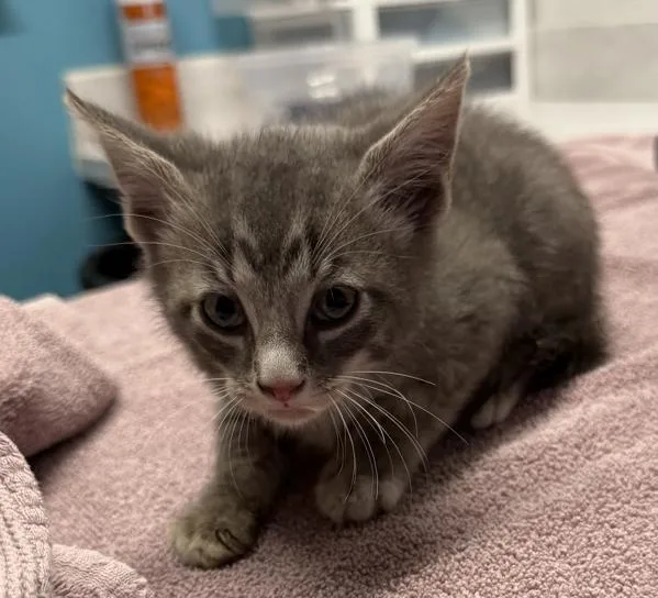 A baby medium-sized male Domestic Short Hair cat named Eenie for adoption in Escondido, CA