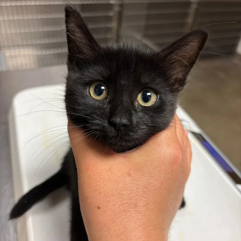 A baby small-sized female Black Domestic Short Hair cat named Bean for adoption in Ottawa, KS