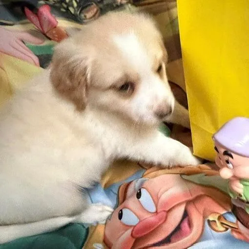 Dopey