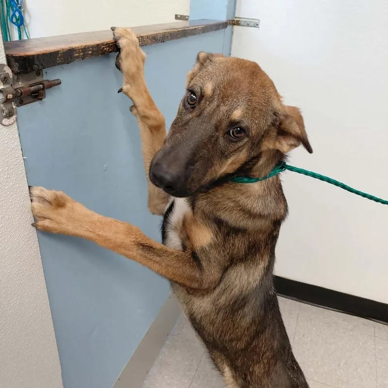 A young large-sized female Brown / Chocolate German Shepherd Dog dog named Josephine for adoption in Bastrop, TX