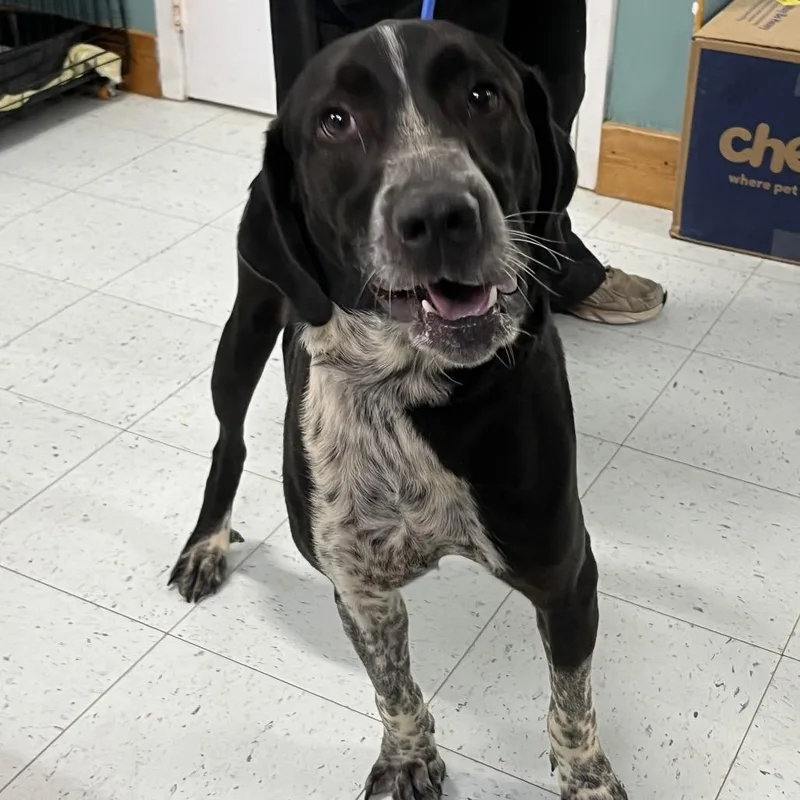 An adult large-sized male Black Hound dog named Sam for adoption in Walden, NY