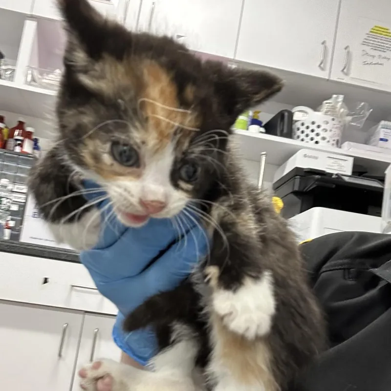 A baby small-sized female Calico Domestic Short Hair cat named Nutmeg for adoption in Newark, NJ