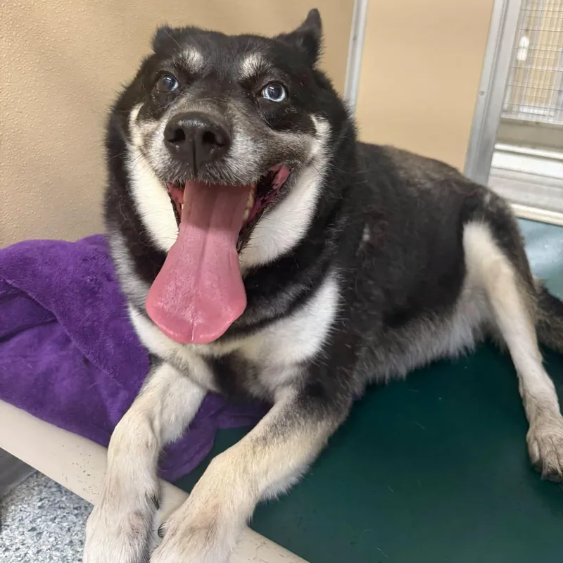 An adult large-sized female Black Husky dog named Freya for adoption in St. Augustine, FL