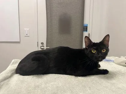 An adult medium-sized female Black Domestic Short Hair cat named Connie for adoption in Kansas City, MO
