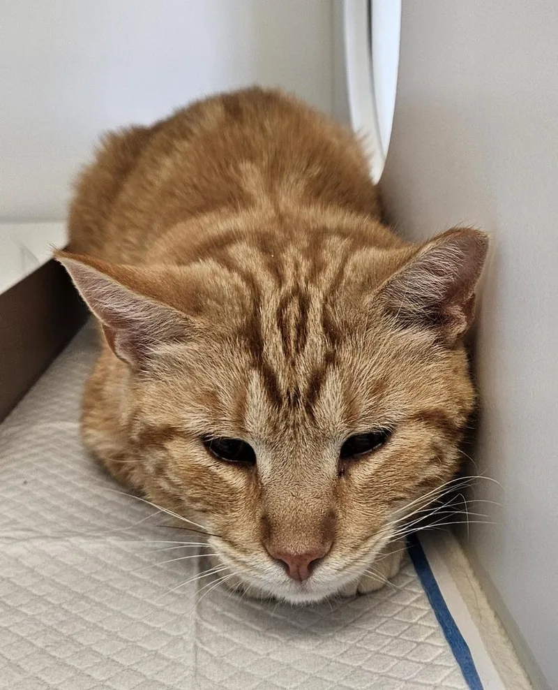 An adult small-sized male Domestic Short Hair cat named Crawl for adoption in Greenfield, IN