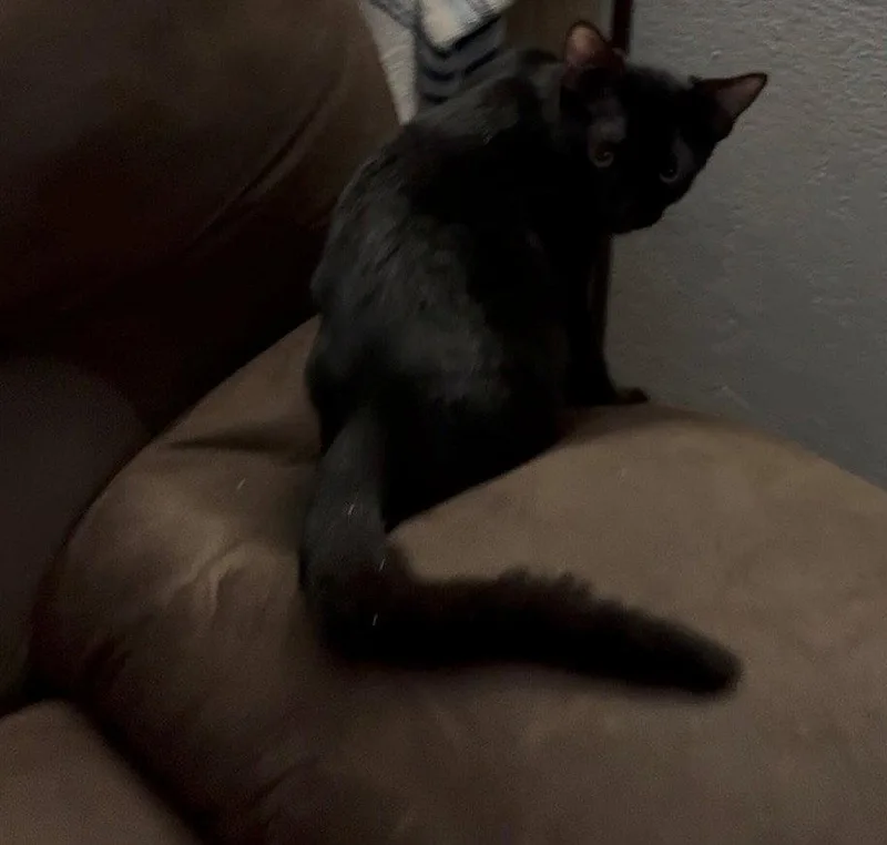 A young small-sized male Black Domestic Short Hair cat named Edward for adoption in Phoenix, AZ