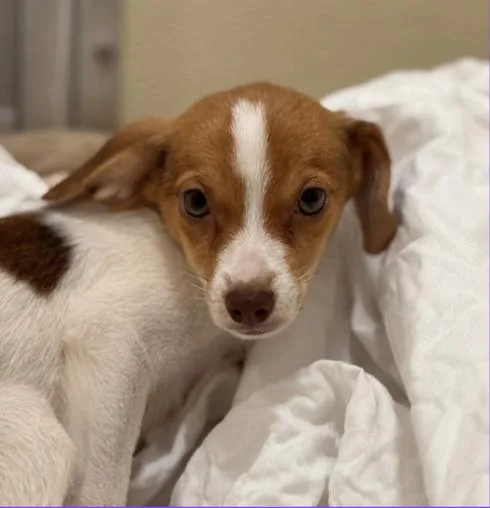 A baby small-sized female Tricolor (Brown, Black, & White) Chihuahua dog named Bellina for adoption in Pawleys Island, SC