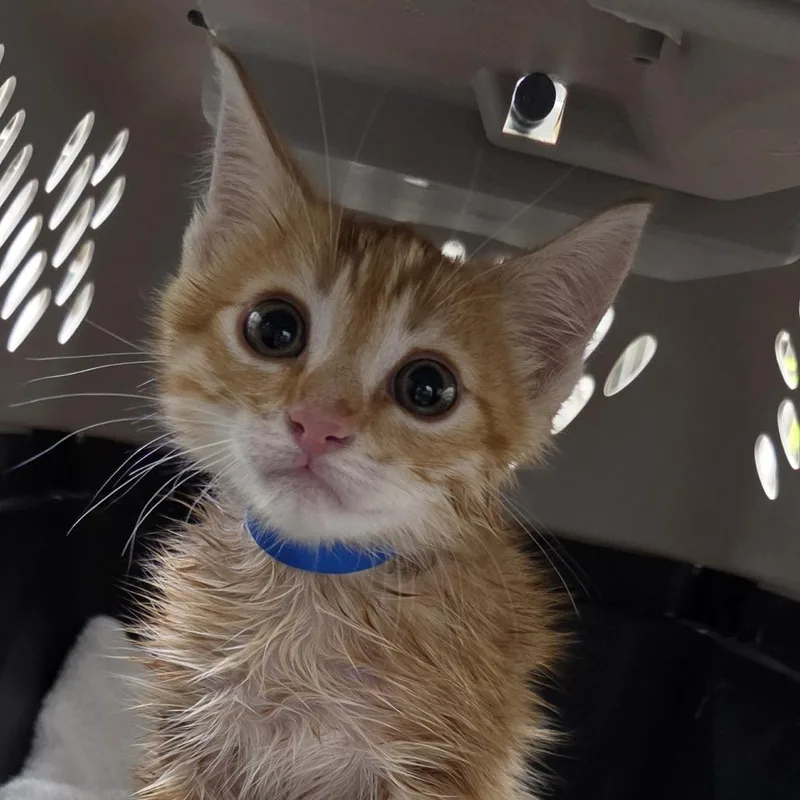 A baby small-sized male Orange / Red Domestic Short Hair cat named Richie for adoption in Auburn, AL