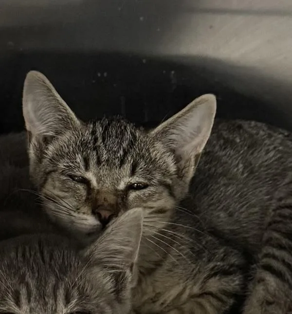 A young medium-sized female Domestic Short Hair cat named Janet for adoption in Des Moines, IA