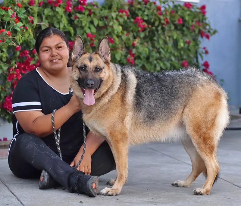 An adult large-sized female Black German Shepherd Dog dog named Athena Von Aitern for adoption in Los Angeles, CA