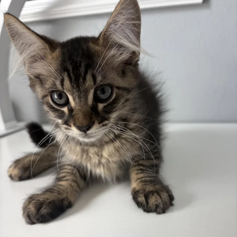 A baby small-sized male American Shorthair cat named Lawrence for adoption in Freeport, FL